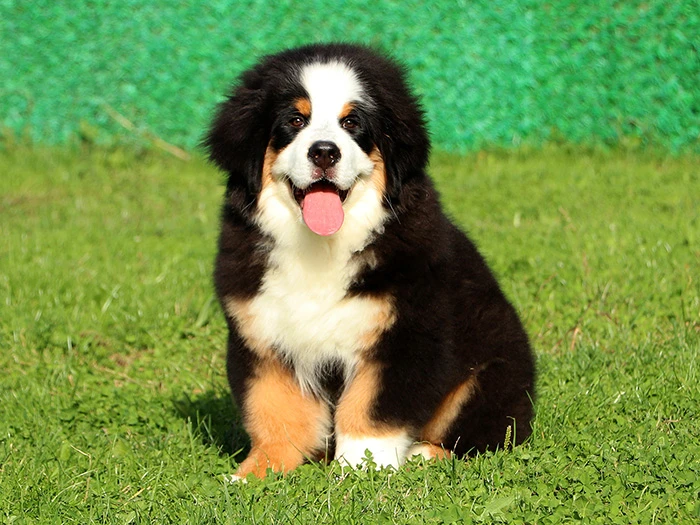 Bernese Mountain Dog 4