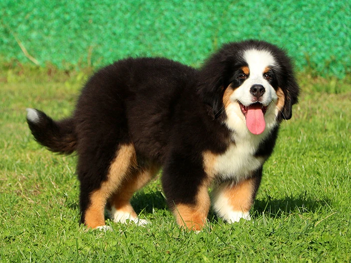 Bernese Mountain Dog 6