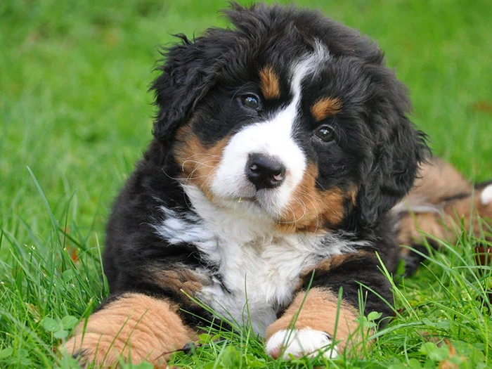 Bernese Mountain Dog 9