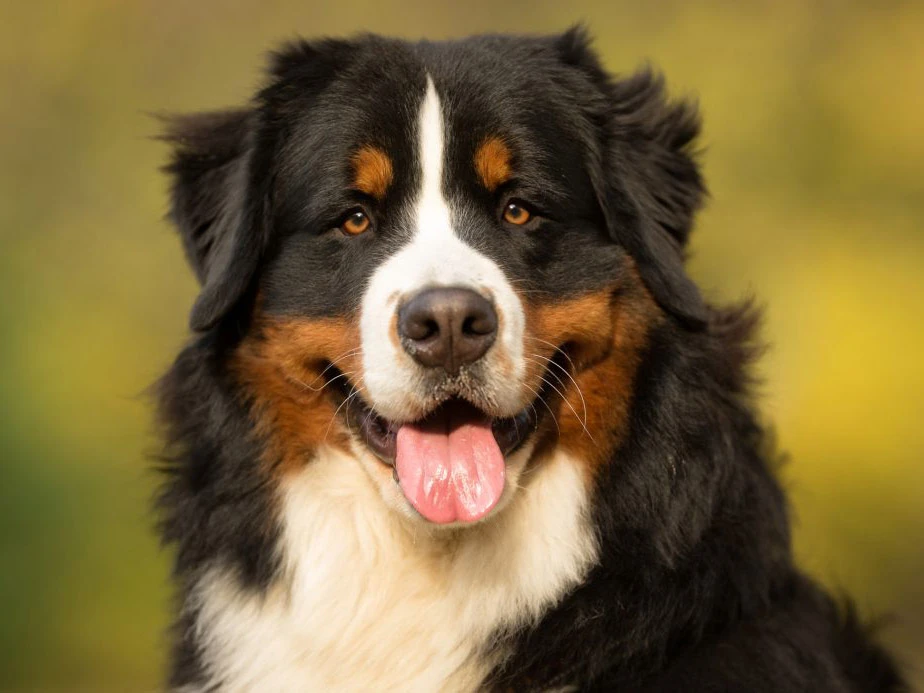 Bernese Mountain Dog 7