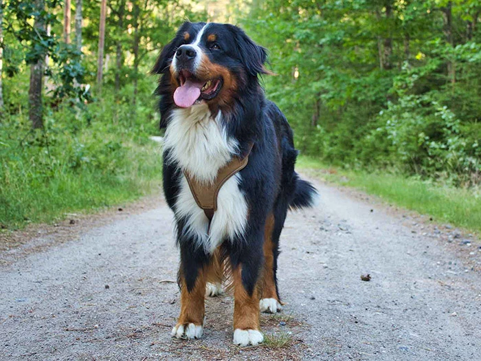 Bernese Mountain Dog 8