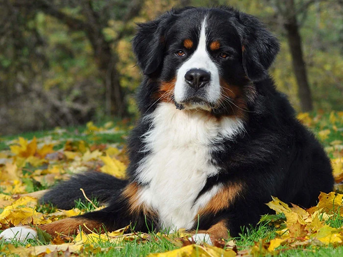 Bernese Mountain Dog 5