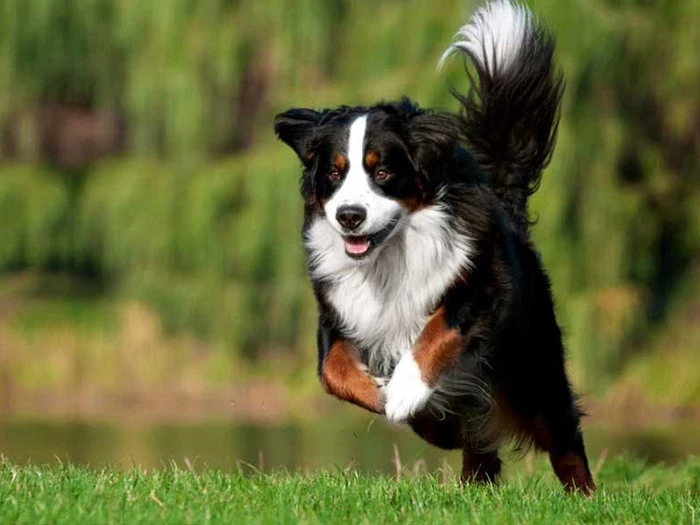 Bernese Mountain Dog 3