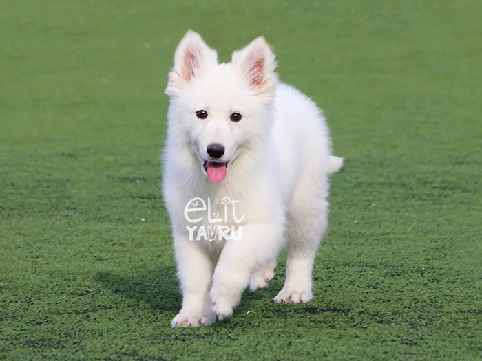 Alman Çoban Köpeği 6
