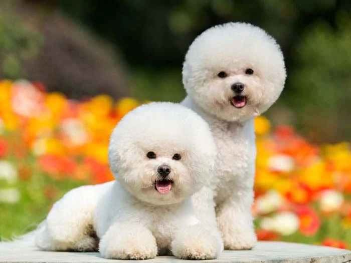 Bichon Frise 2