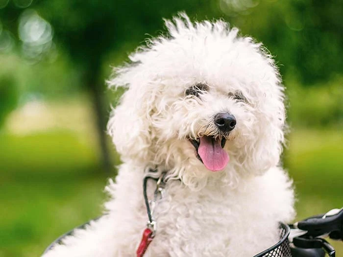 Bichon Frise 4