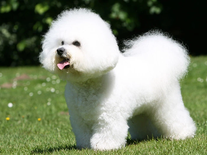 Bichon Frise 5