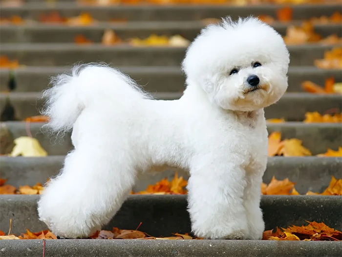 Bichon Frise 3