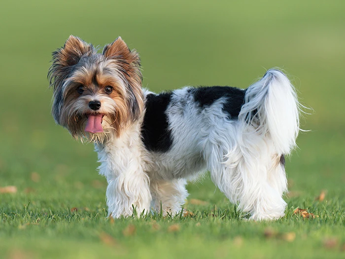 Biewer Yorkshire Terrier 2