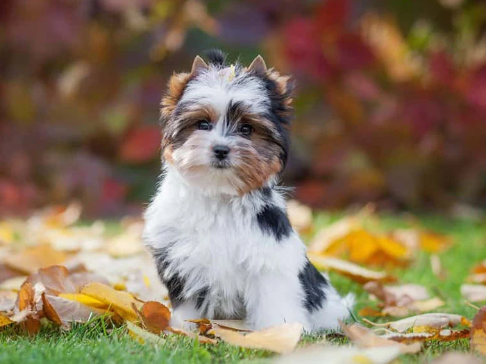 Biewer Yorkshire Terrier 4