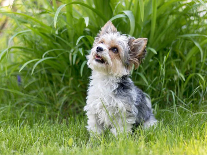 Biewer Yorkshire Terrier 5