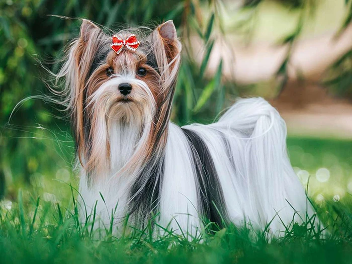 Biewer Yorkshire Terrier