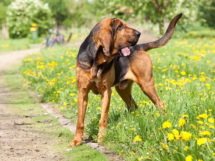 Bloodhound 4