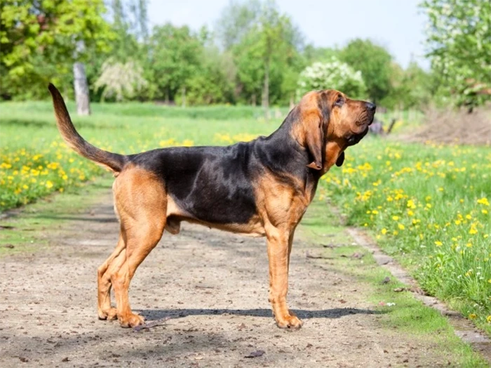 Bloodhound 5