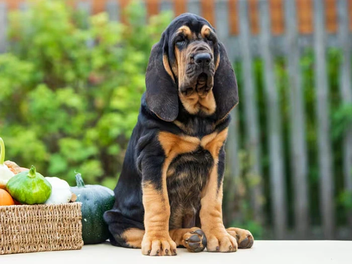 Bloodhound 2