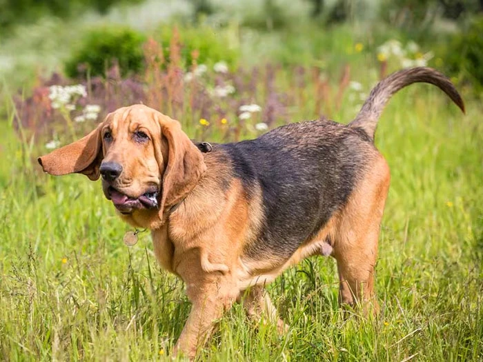 Bloodhound 3