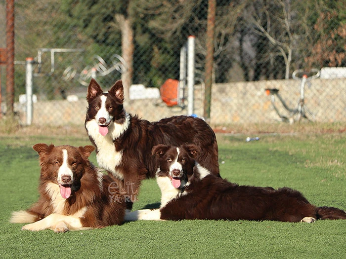 Border Collie 6
