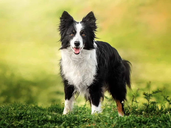 Border Collie 2