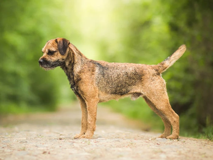 Border Terrier 6