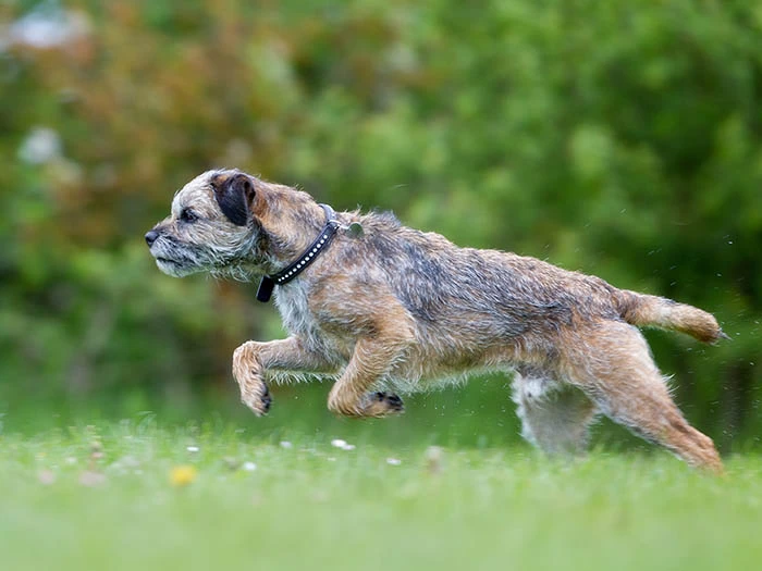 Border Terrier 3