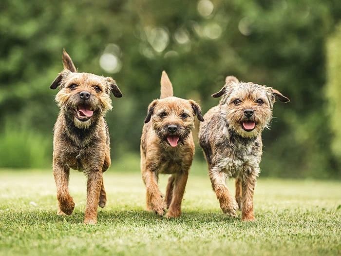 Border Terrier 4
