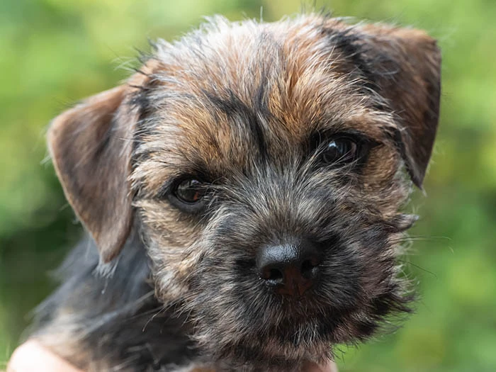 Border Terrier 5