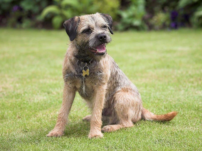 Border Terrier 2