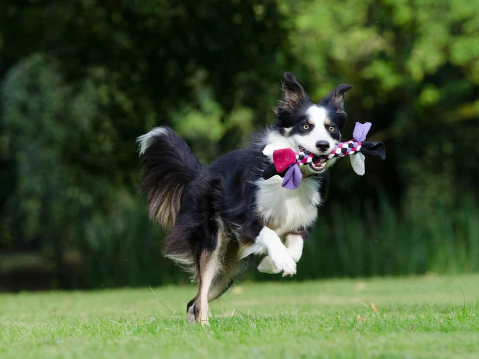 Border Collie 7