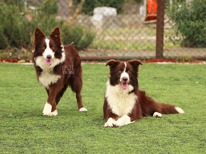 Border Collie 8