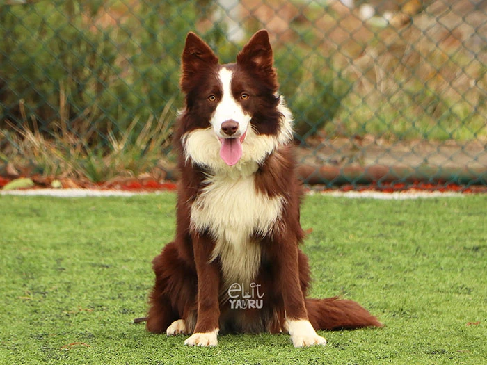 Border Collie 1