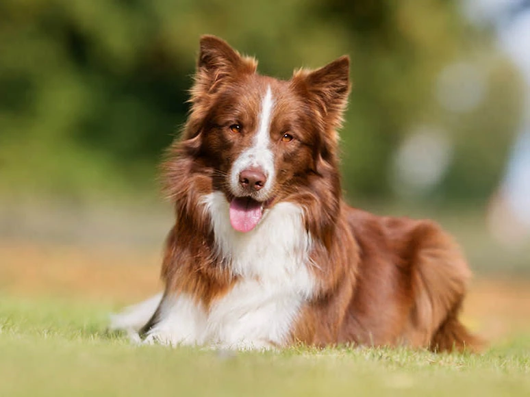 Border Collie 9