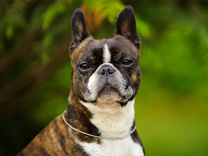 Boston Terrier 4