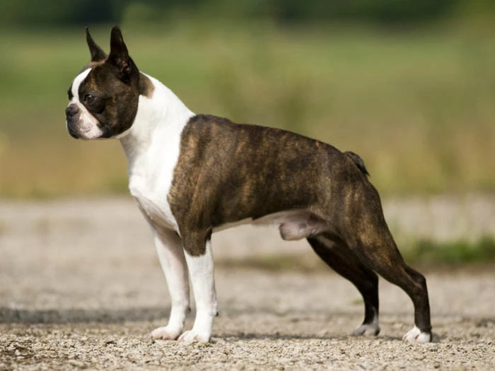 Boston Terrier 5