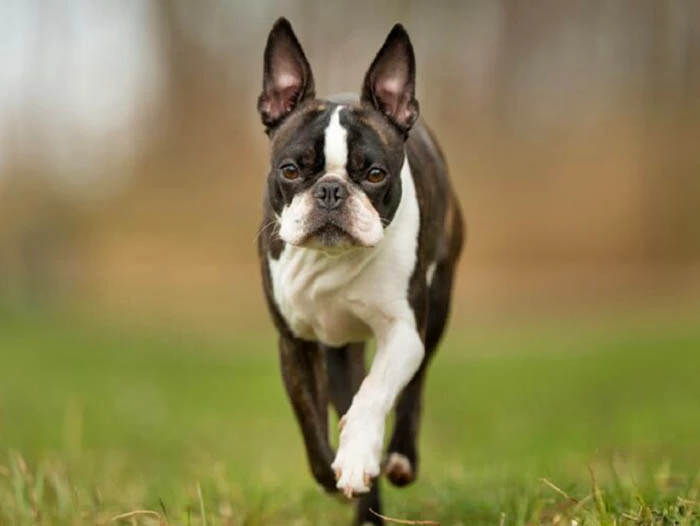 Boston Terrier 2