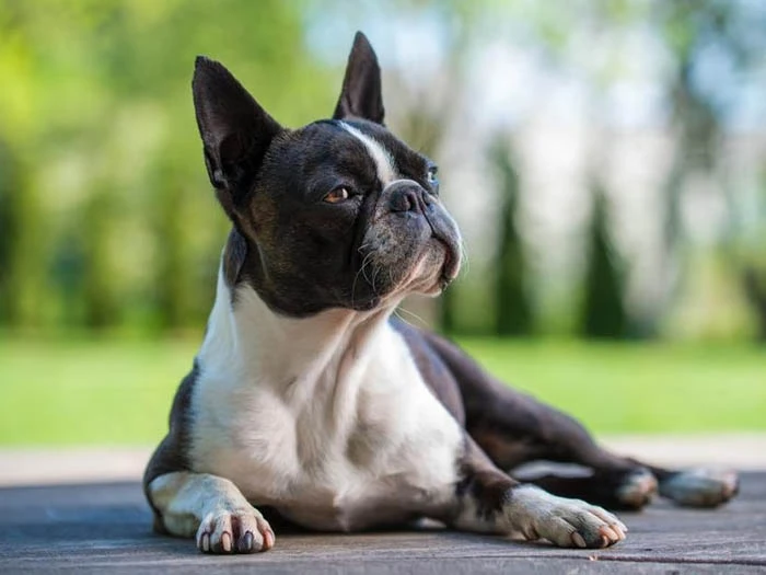 Boston Terrier 3