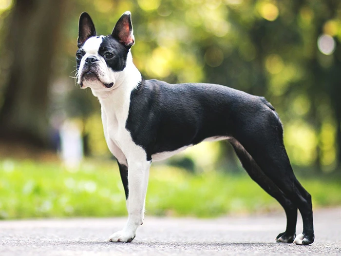 Boston Terrier