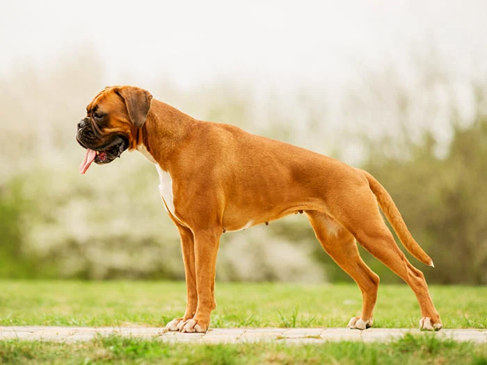 Boxer 4