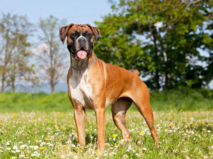 Boxer 2