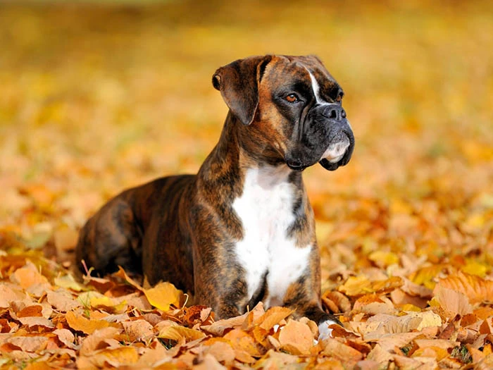 Boxer 3