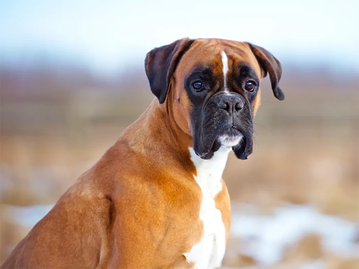 Boxer 5