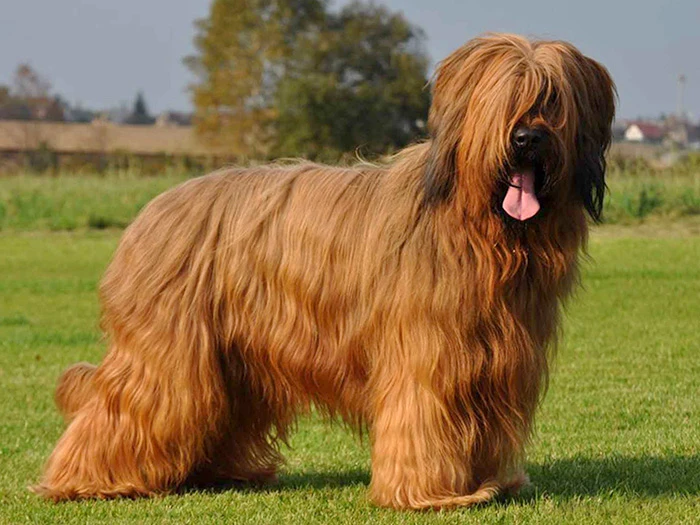 Briard 2