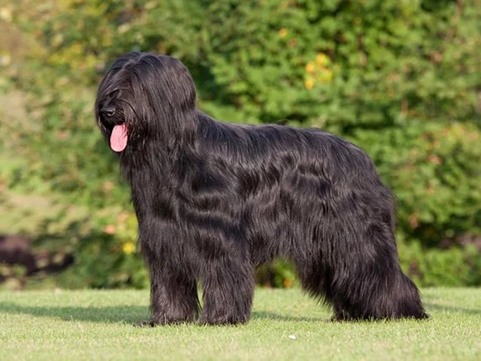 Briard 3