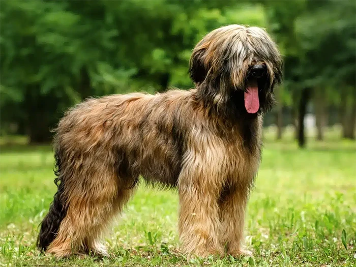 Briard 5