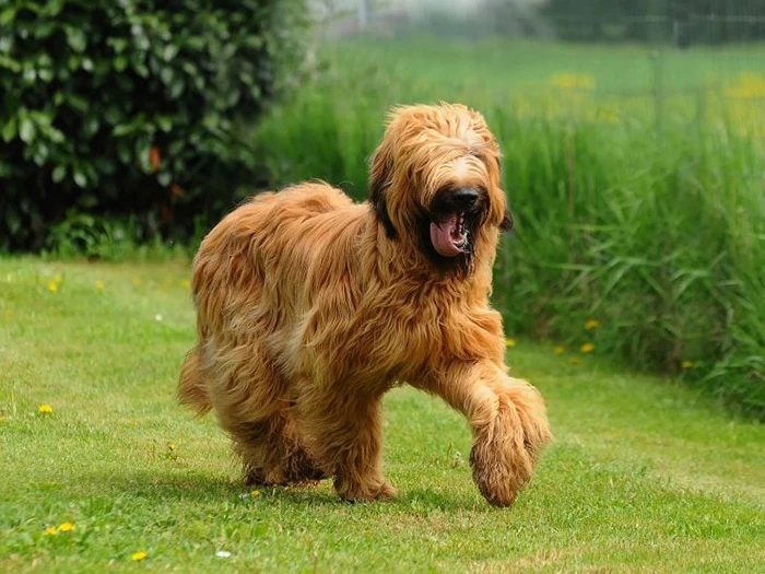 Briard 4