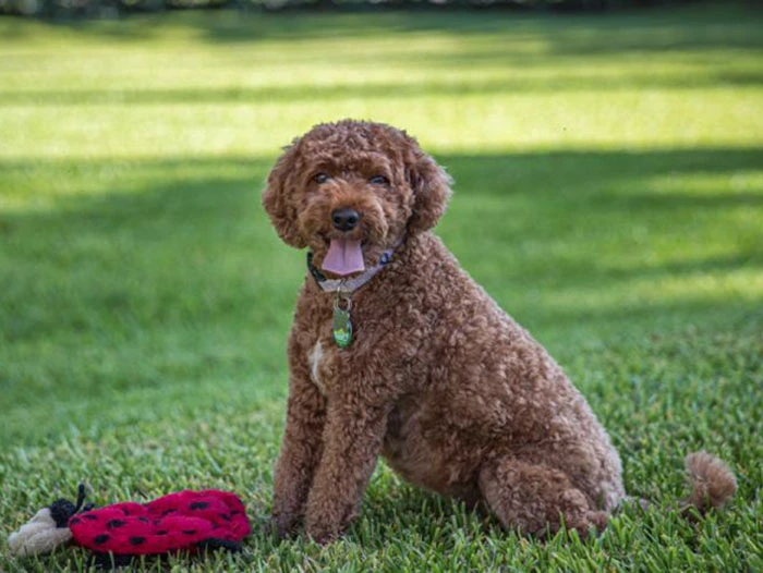 Cavapoo 4