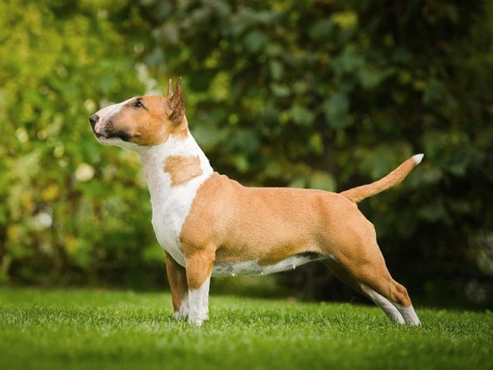 Bull Terrier