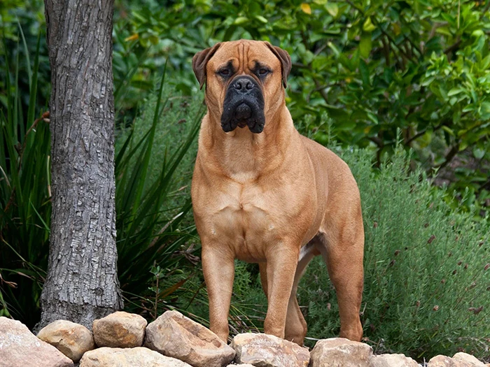Bullmastiff 2