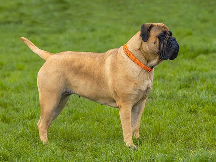 Bullmastiff