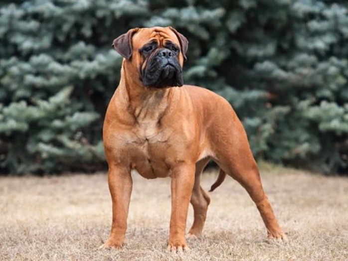 Bullmastiff 3