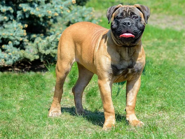 Bullmastiff 4